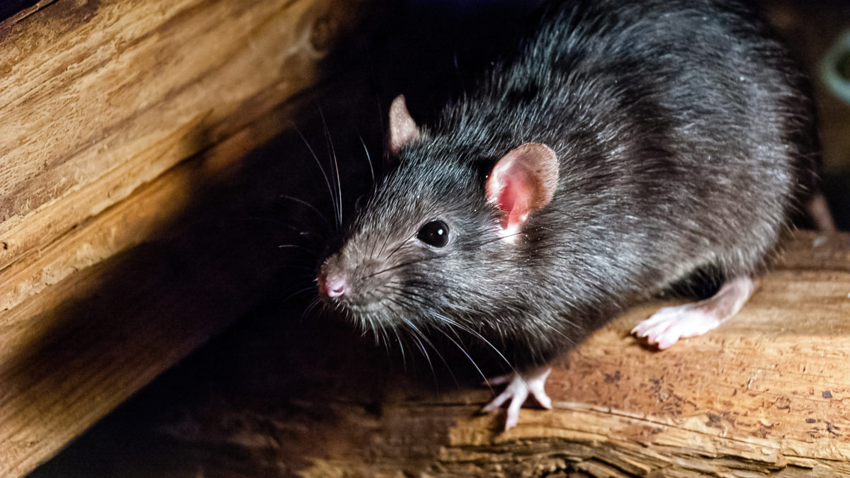 Climate change is bringing out the rats in Switzerland