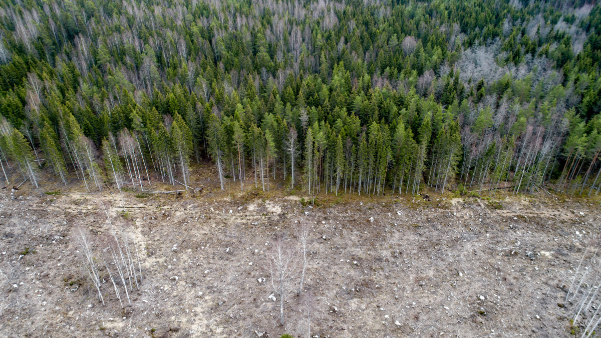 New studies show climate change is ravaging forests