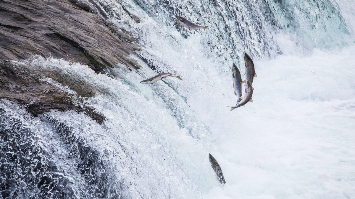 Alaskan salmon are shrinking. Climate change may be to blame. 