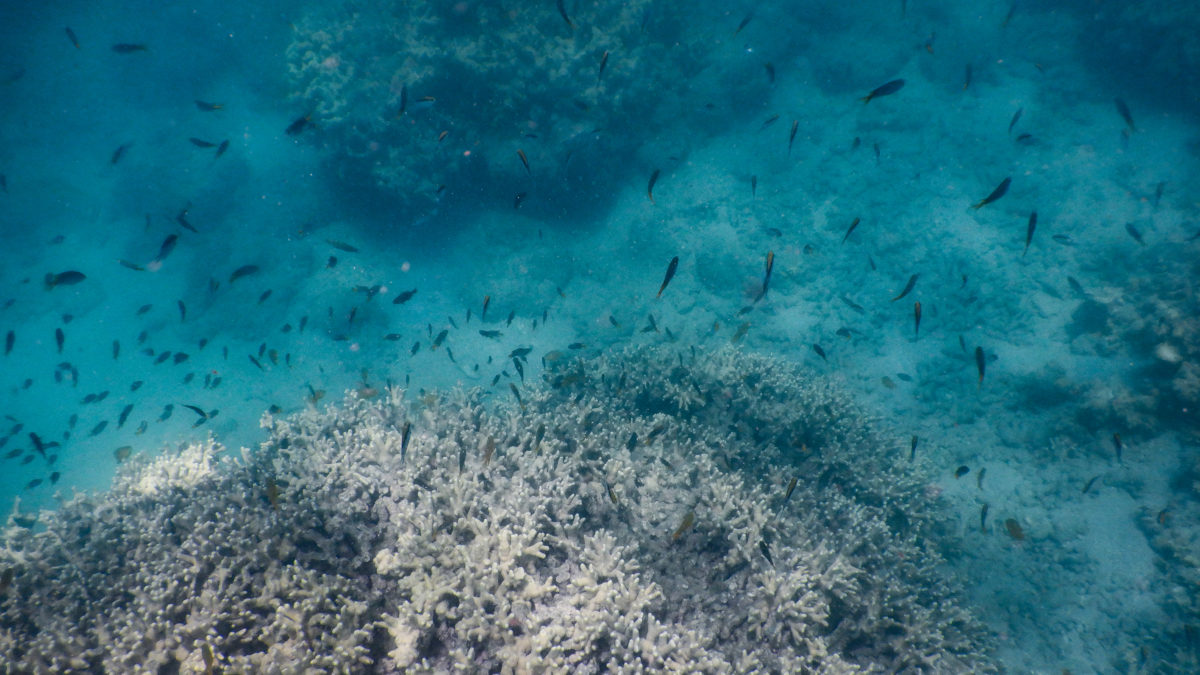 Climate change is killing the Great Barrier Reef