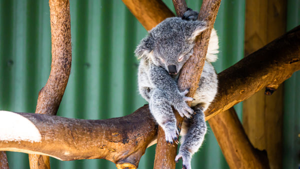 Climate change has put koala populations into decline
