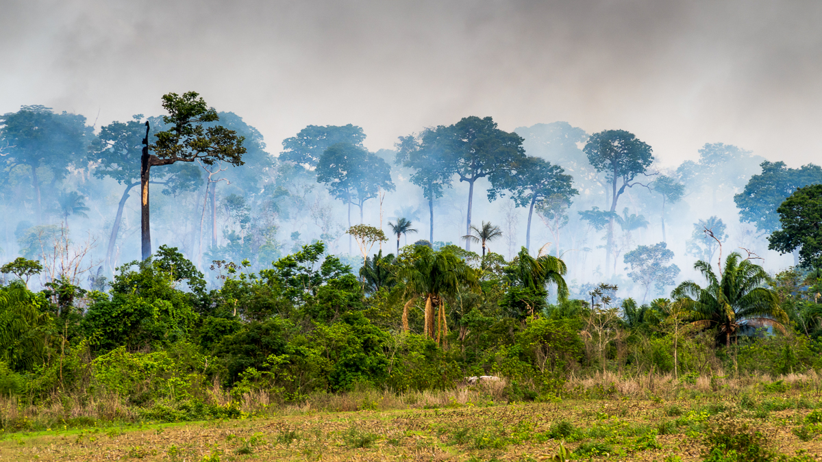 Who can stop Brazil’s government from torching the Amazon?