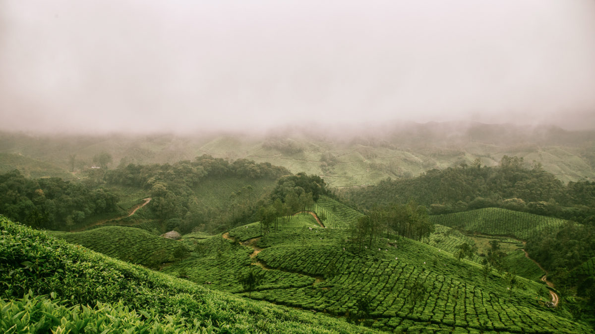 Climate change threatens tea country