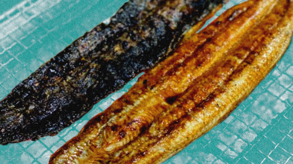 This Maine fishery makes the eel trade more sustainable