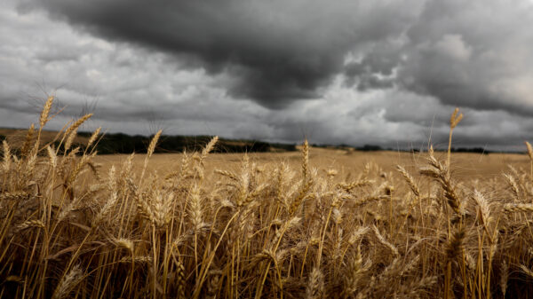 My story: War clouds over my family farm 