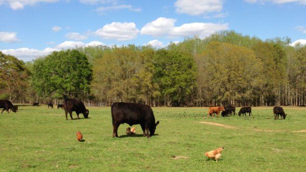 Is there a place for beef in a climate-friendly future?