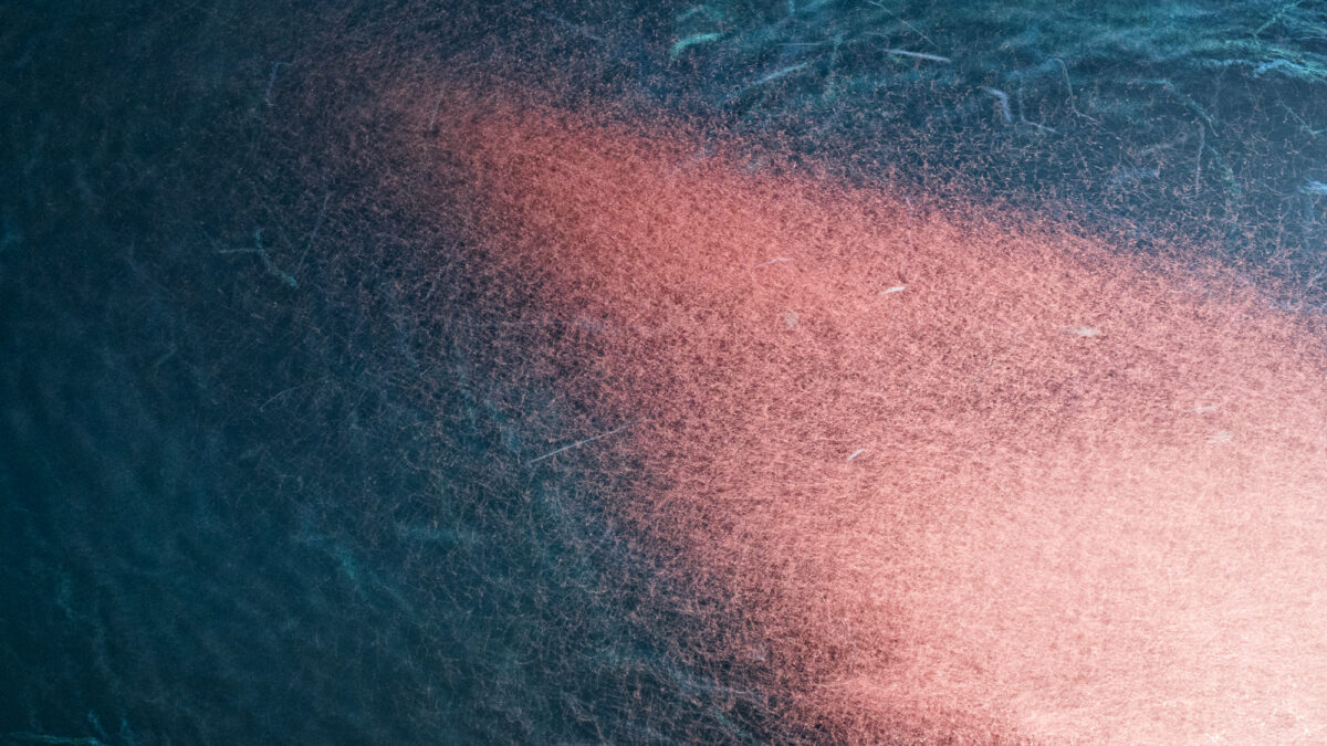 License to krill: Overfishing the ocean’s keystone species