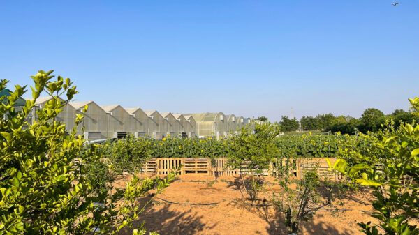 Mirage or Oasis? Organic farming in the Dubai desert