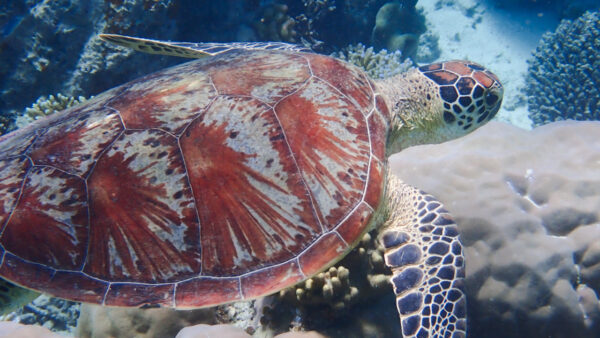 Australia’s Great Barrier Reef… one last look?